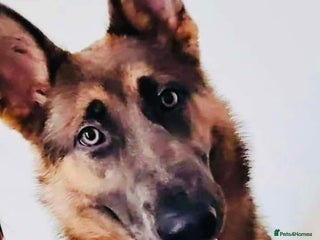 German Shepherd dogs - Advert 14