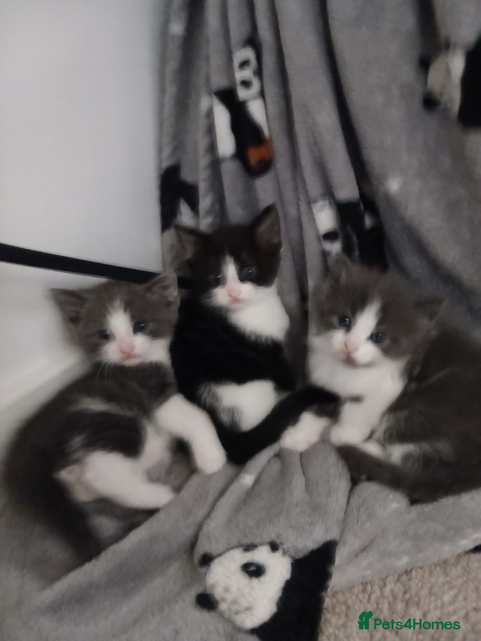 Mixed Breed cats Gorgeous kittens - Advert 16