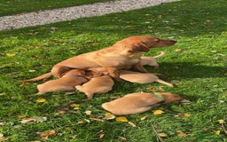 Labrador Retriever dogs for sale: Fox Red Labrador Puppies For Sale - Image 5