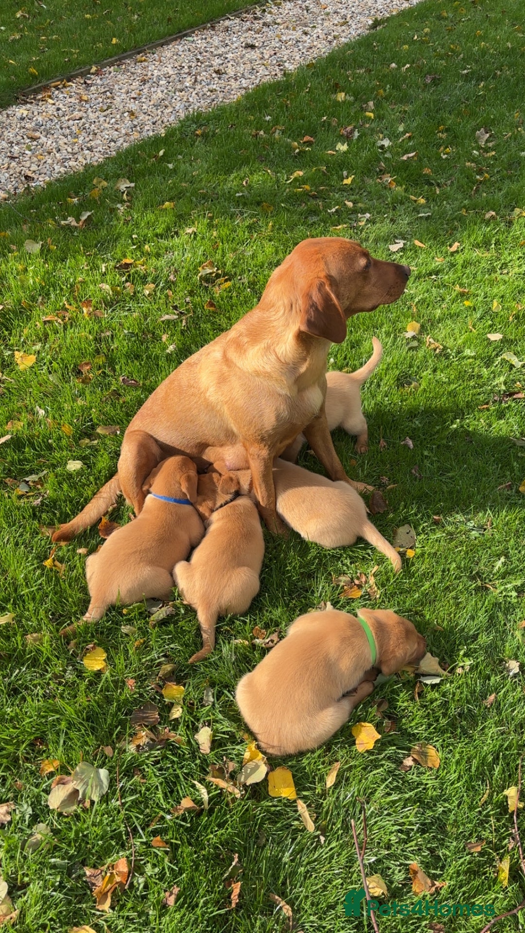 Labrador Retriever dogs for sale: Fox Red Labrador Puppies For Sale - Image 5
