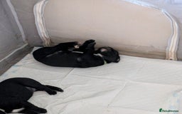 Mixed Breed dogs for sale: Beautiful Labrador x Staffys - Image 10