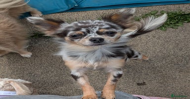 Chihuahua dogs - Advert 9
