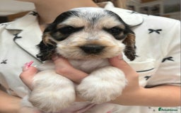 Cocker Spaniel dogs for sale: Stunning Show cocker spaniel puppies Health tested - Image 12