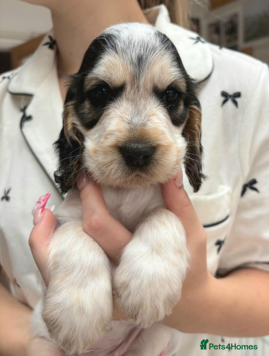Cocker Spaniel dogs for sale: Stunning Show cocker spaniel puppies Health tested - Image 12