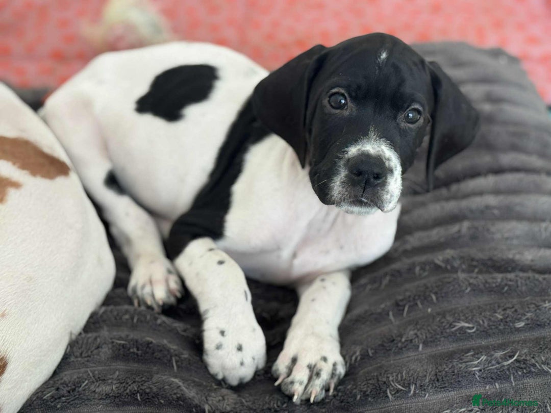 Pointer dogs for sale: KC registered Pointer Puppies, ready to leave - Image 1