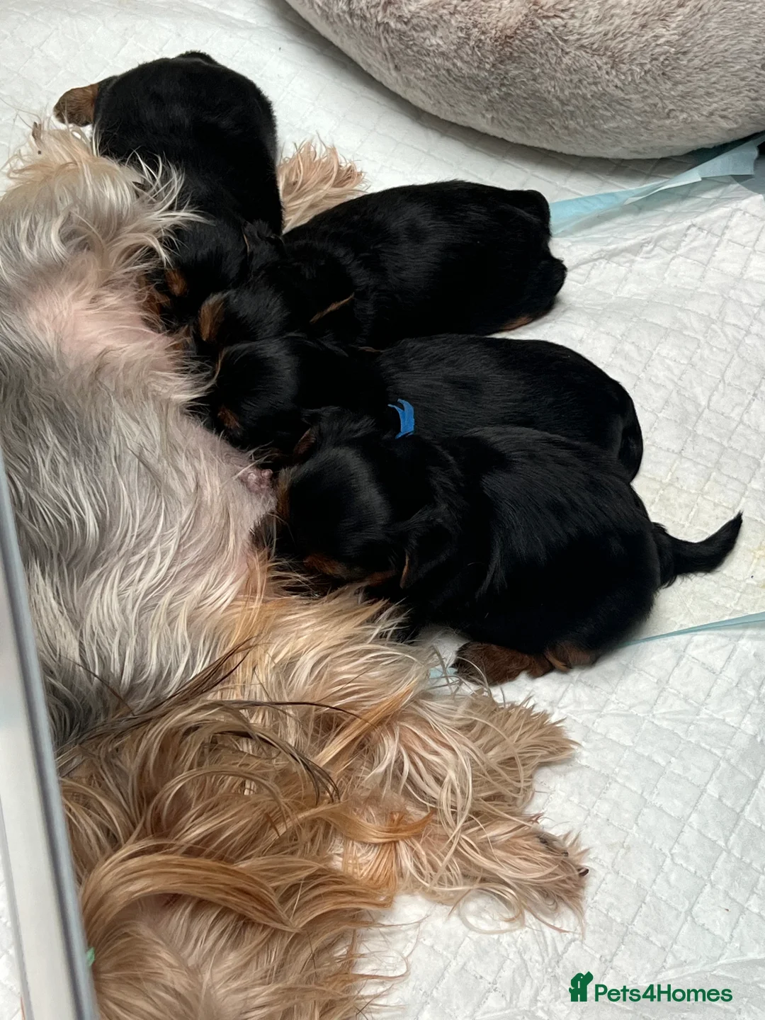 Yorkshire Terrier dogs for sale: Exceptional Pure Yorkshire Terrier Boys  - Advert 16