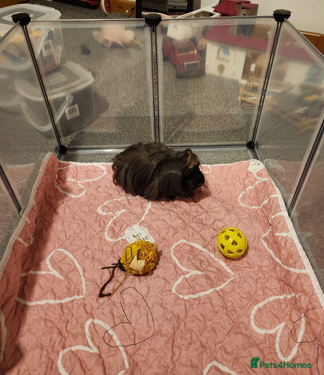 Guinea Pig rodents for sale: Long haired Guinea pig  - Advert 7