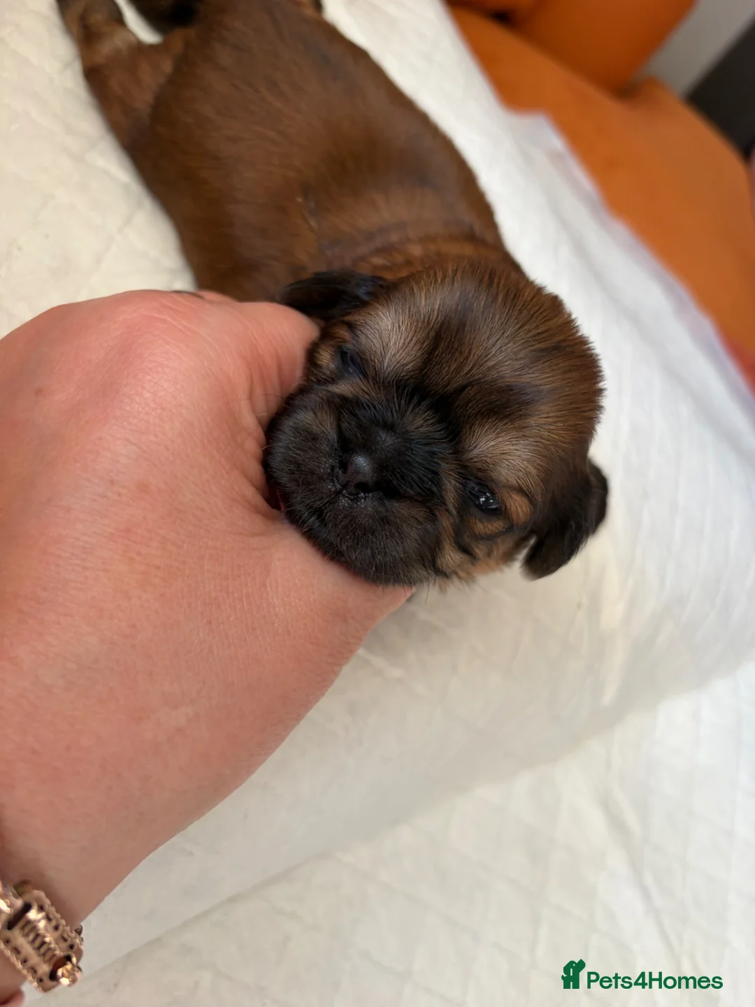 Shih Tzu dogs for sale: Shih Tzu  in Barnsley - Advert 12