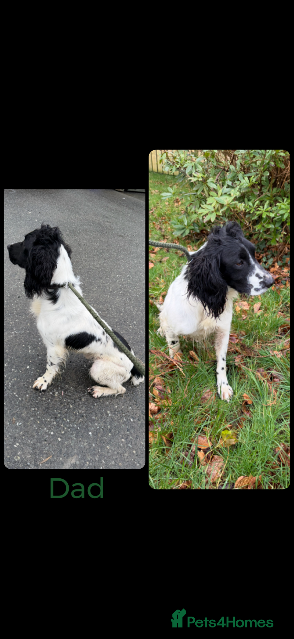 English Springer Spaniel dogs KC Registered English Springer Spaniel Pups - Advert 2