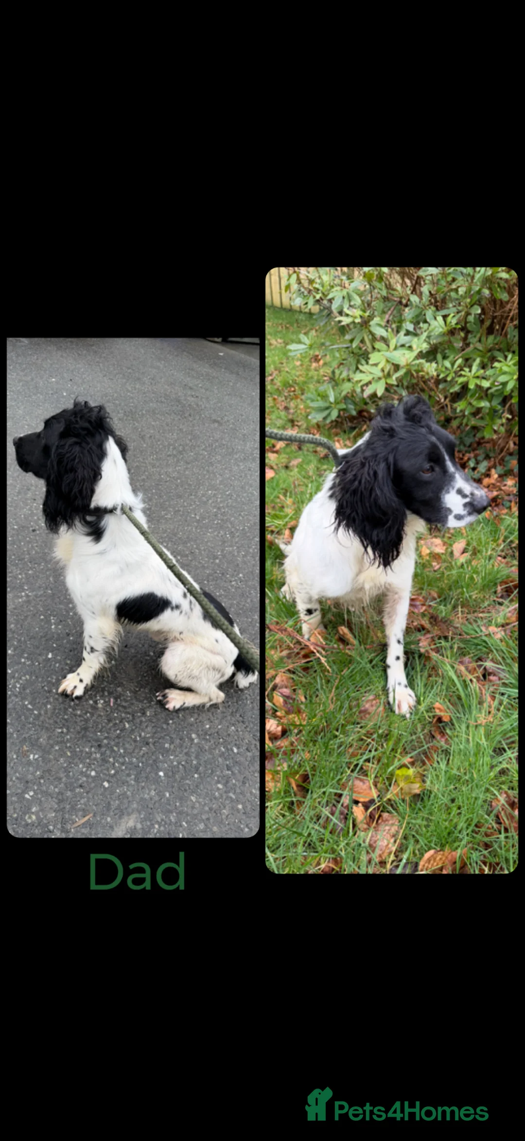 English Springer Spaniel dogs for sale: KC Registered English Springer Spaniel Pups - Advert 2