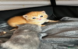 British Shorthair cats for sale: Beautiful pedigree bsh kittens  - Image 9
