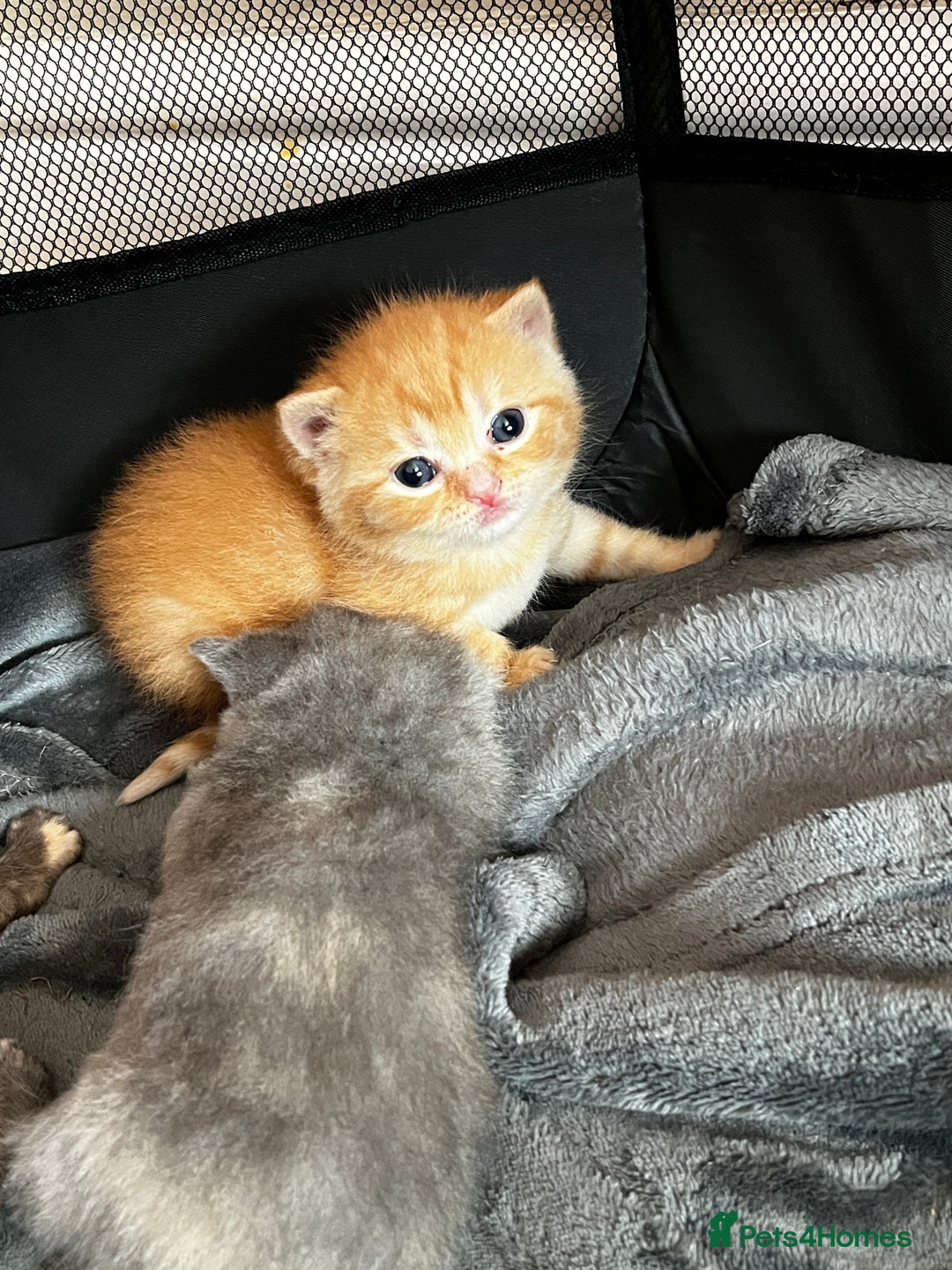 British Shorthair cats for sale: Beautiful pedigree bsh kittens  - Image 9