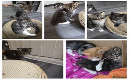 Maine Coon cats for stud: STUD ONLY  Maine Coon 9kg Russian Lines Proven - Image 21