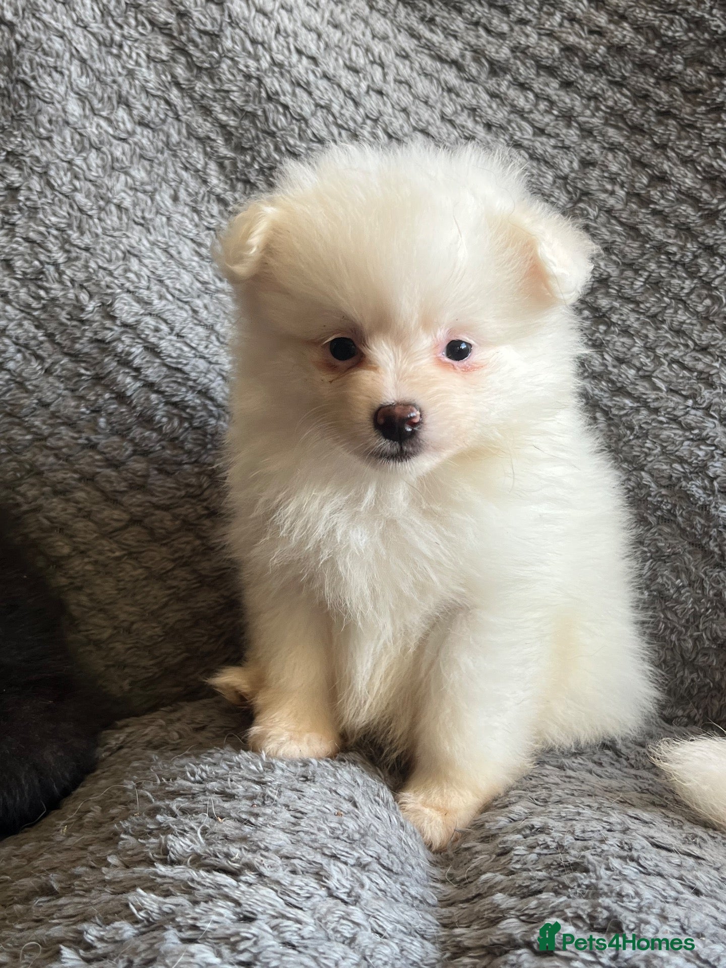 Mixed Breed dogs Lovely fluffy puppies ❤️ - Advert 1