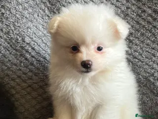 Mixed Breed dogs Lovely fluffy puppies ❤️ - Advert 1