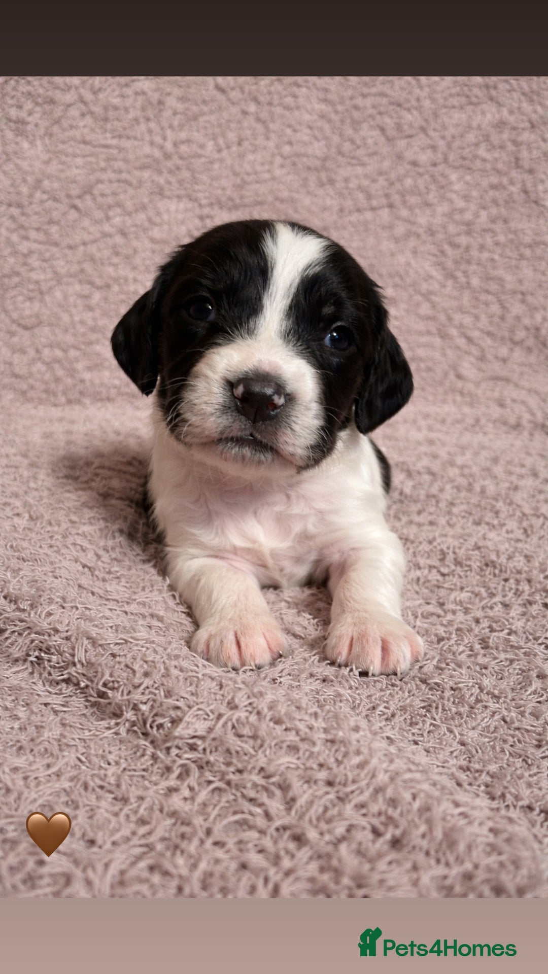 English Springer Spaniel dogs for sale: KC Registered Working Springer Spaniel Puppies  - Advert 4
