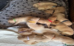 Golden Retriever dogs for sale: Beautiful golden retrievers  in Northwich - Image 4