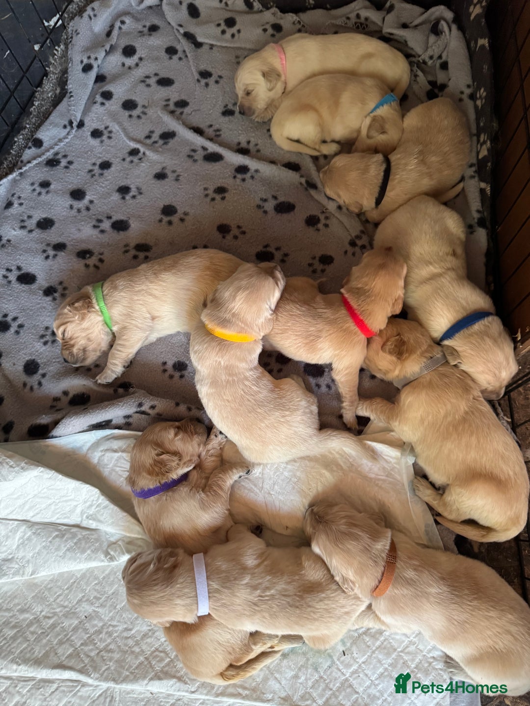 Golden Retriever dogs for sale: Beautiful golden retrievers  in Northwich - Image 4