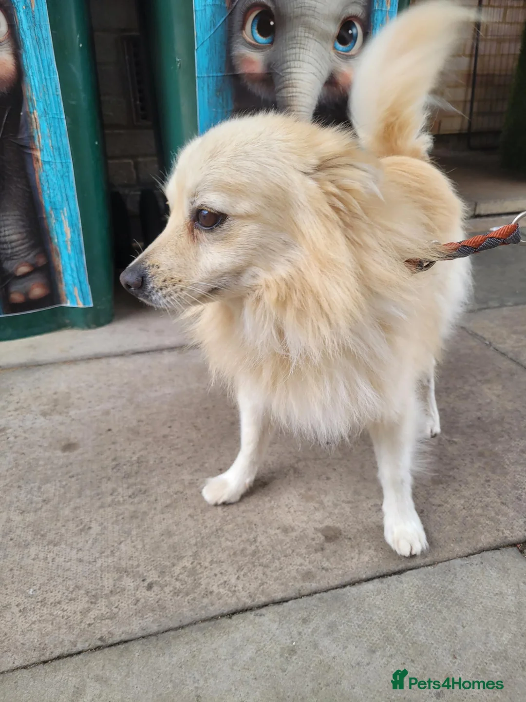 Pomeranian dogs for sale: Male pomeranian 2 years old  in Crawley - Advert 7