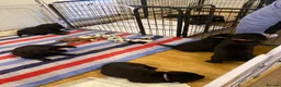 Labrador Retriever dogs for sale: Black Labrador puppies for sale in Fraserburgh - Advert 8