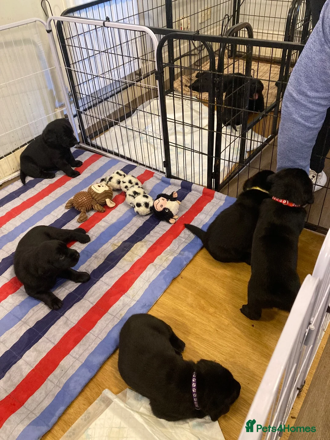 Labrador Retriever dogs for sale: Black Labrador puppies for sale in Fraserburgh - Advert 8