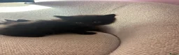 Mixed Breed cats for sale: 4 beautiful kittens - Advert 12