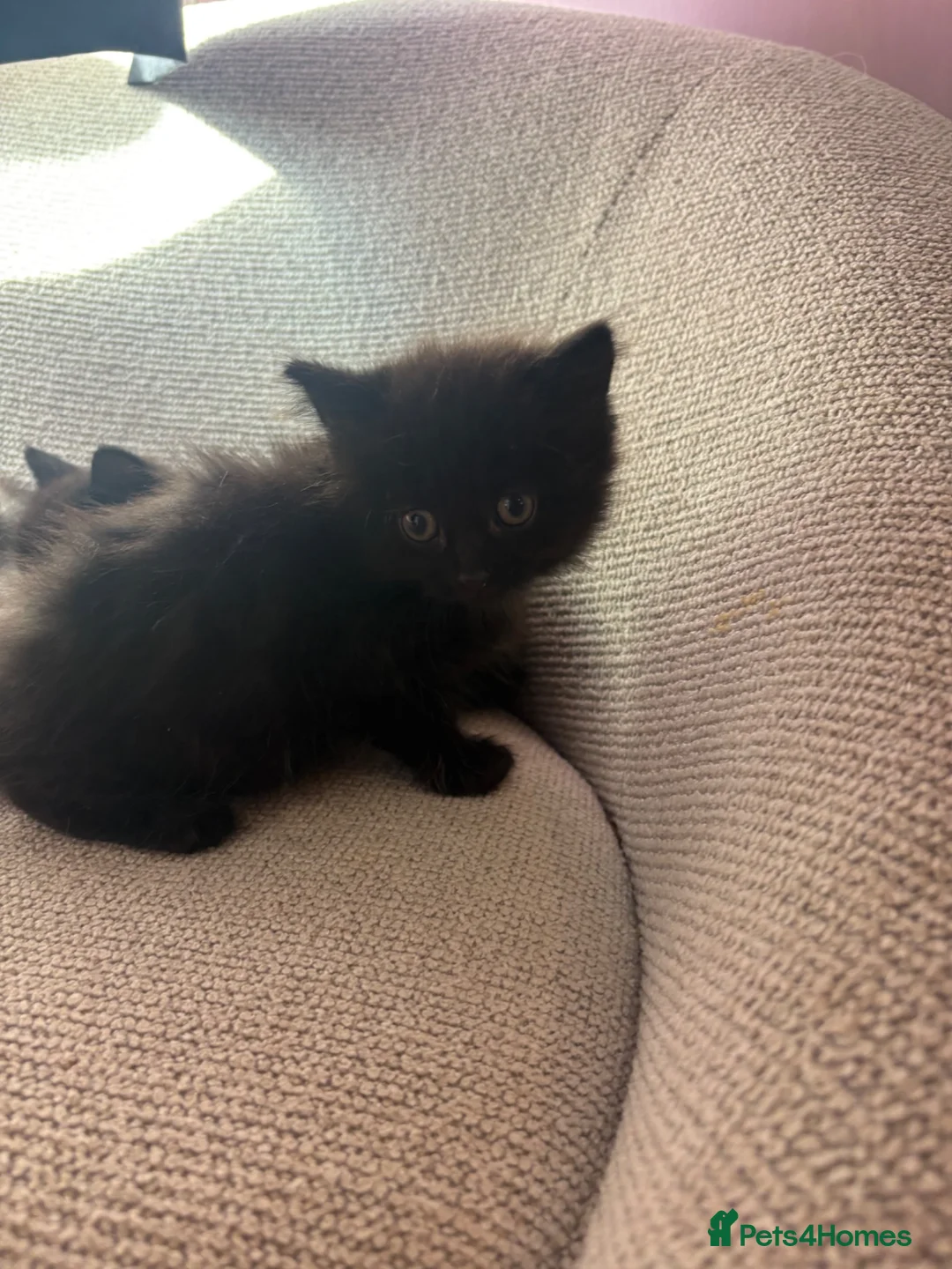 Mixed Breed cats for sale: 4 beautiful kittens - Advert 12