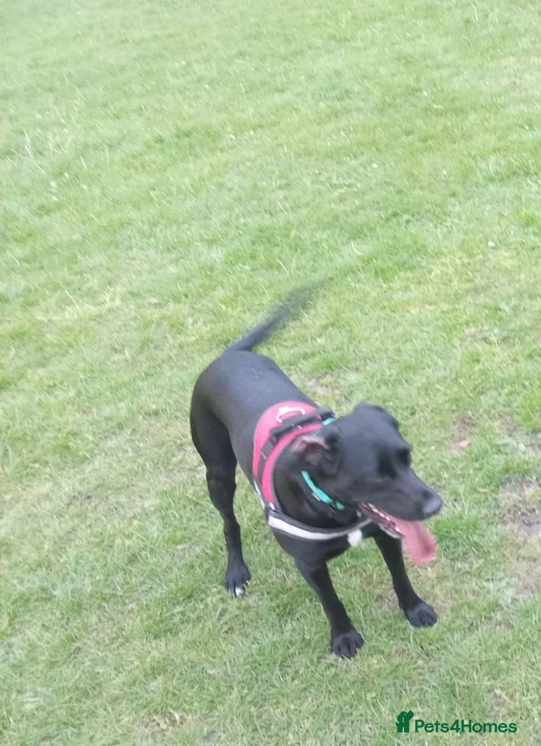 Springador dogs for sale: Grace - looking for forever home this weekend  - Advert 1