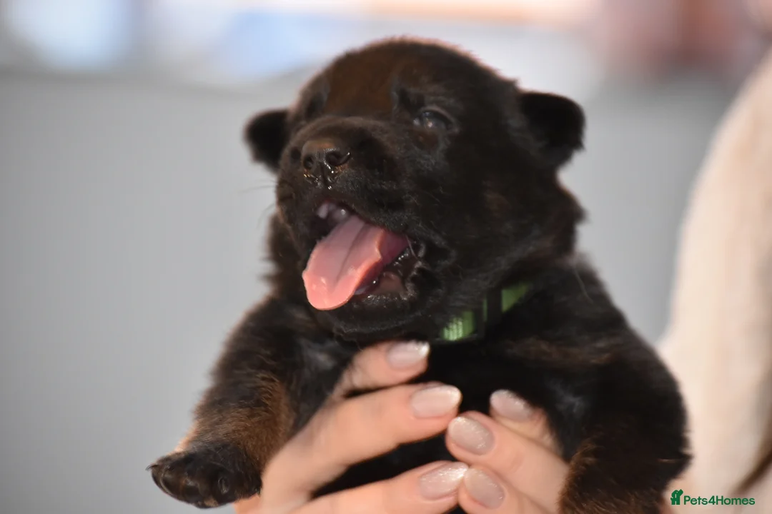 Mixed Breed dogs for sale: GSD × Dutch Herder – Top European Working Lines - Advert 24