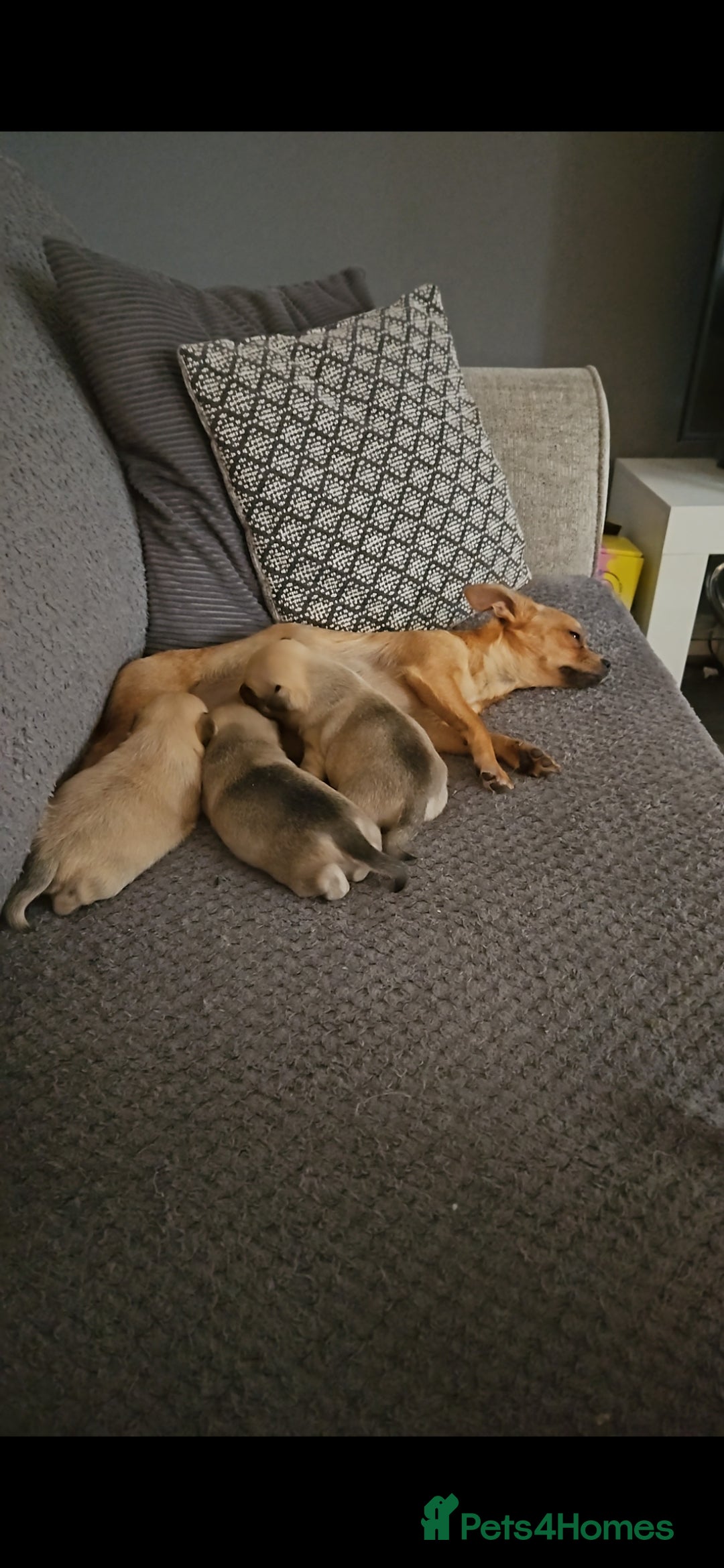 Chihuahua dogs for sale: Chihuahua puppies looking for their Forever Homes  - Image 18