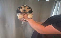 Cocker Spaniel dogs for sale: Reduced**** Ready Now Cocker Spaniel puppies 🐶  - Advert 21