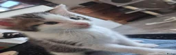 Maine Coon cats for sale: GORGEOUS MAINE COON KITTENS  in Milton Keynes - Advert 7