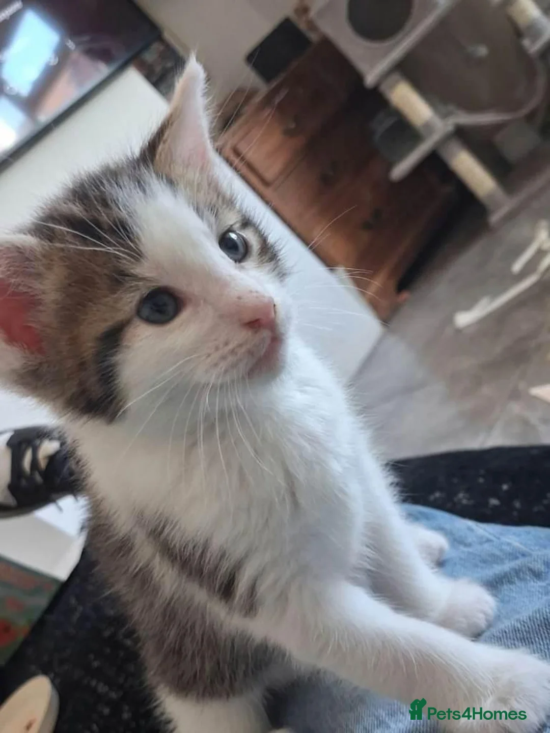 Maine Coon cats for sale: GORGEOUS MAINE COON KITTENS  in Milton Keynes - Advert 7