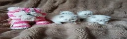 Exotic cats for sale:  Pedigree GCCF Registered Persian Exotic's  - Advert 23