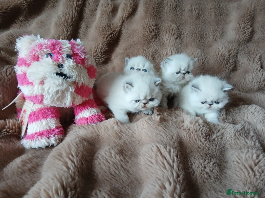 Exotic cats for sale:  Pedigree GCCF Registered Persian Exotic's  - Advert 23