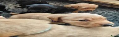 Labrador Retriever 2