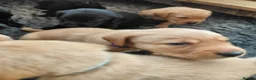 Labrador Retriever dogs for sale: Red fox and black lab retriever puppies. - Advert 12