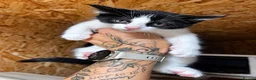 Mixed Breed cats for sale: 😍Mix Kittens 😍 - Advert 4