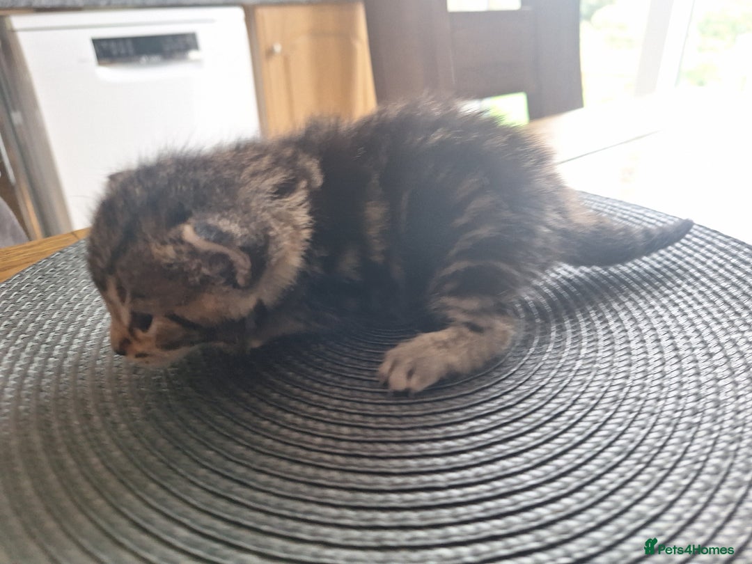 Mixed Breed cats for sale: 🐾 Adorable Kittens Looking for Loving Homes! 🐾 - Image 3