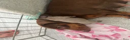 Miniature Dachshund dogs for sale: Miniature dachshund - Advert 8