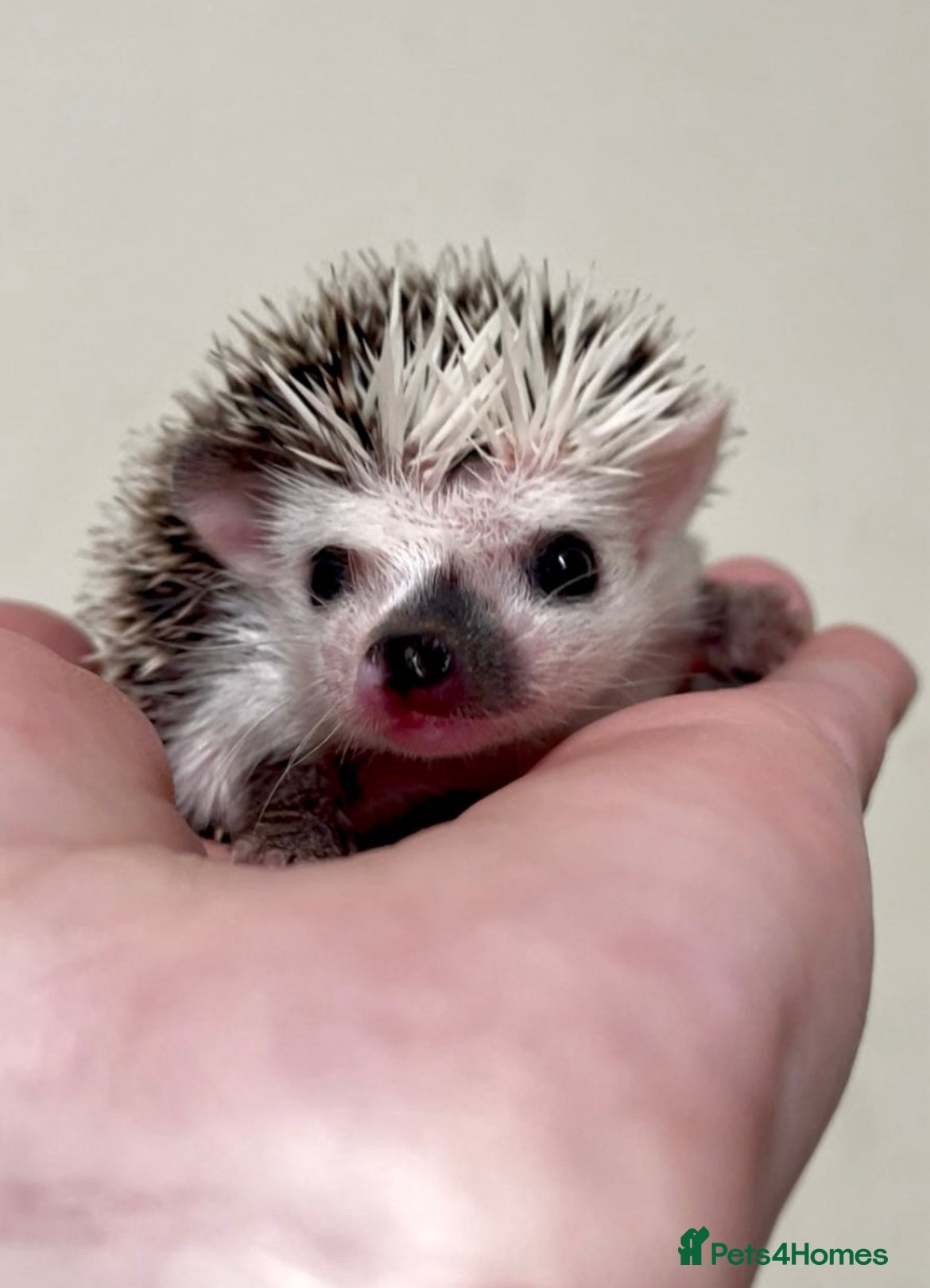 Pygmy Hedgehog rodents Beautiful Baby Hedgehogs 🦔 🍂 Pinto African Pygmy - Advert 2