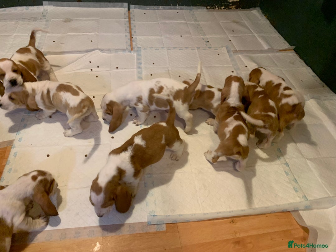 Basset Hound dogs for sale: Basset Hound Puppies - Image 5