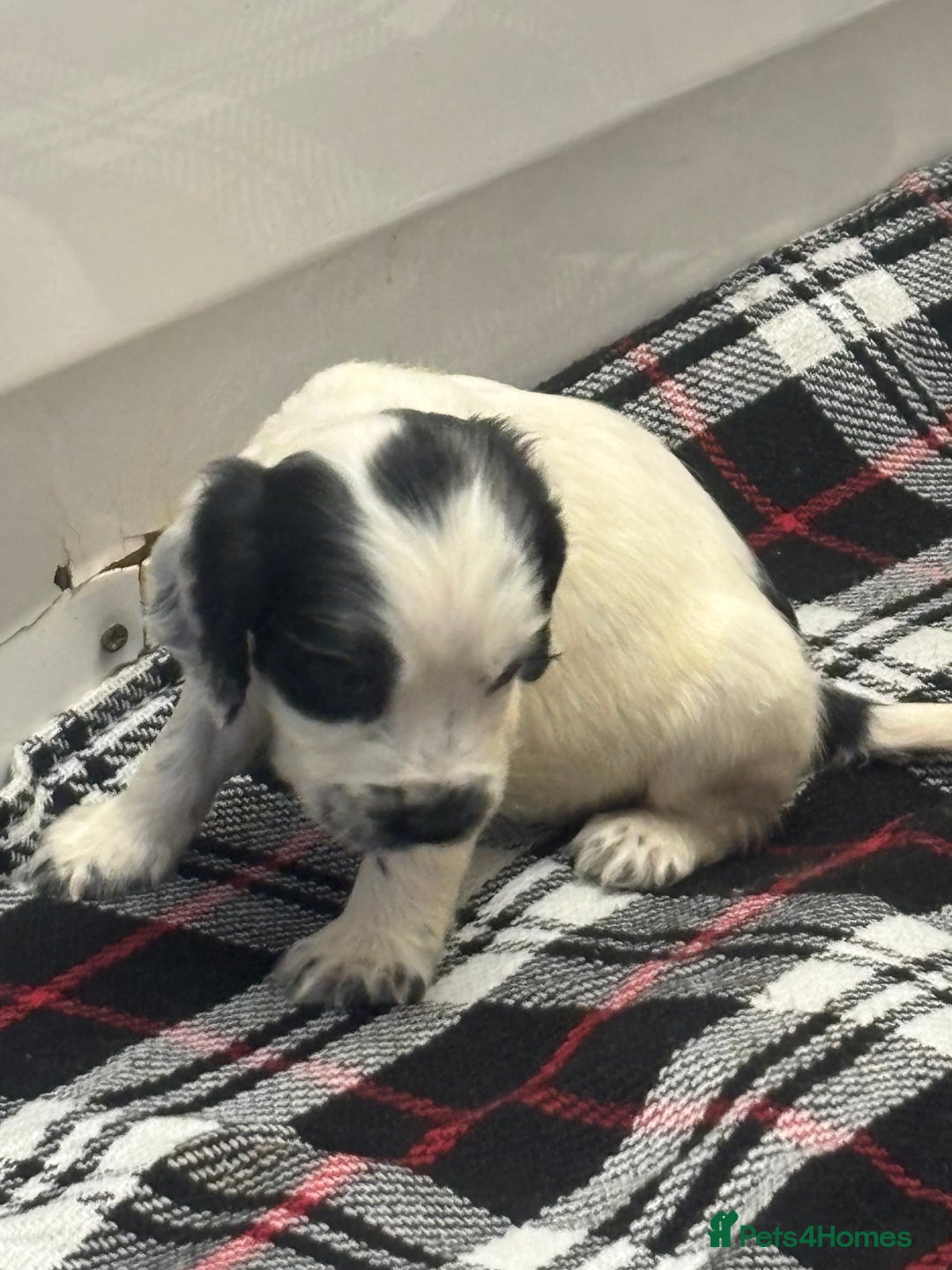 Cocker Spaniel dogs for sale: Adorable Show type cocker spaniel puppy’s  - Image 24