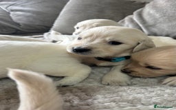 Golden Retriever dogs for sale: Golden puppies  - Image 6