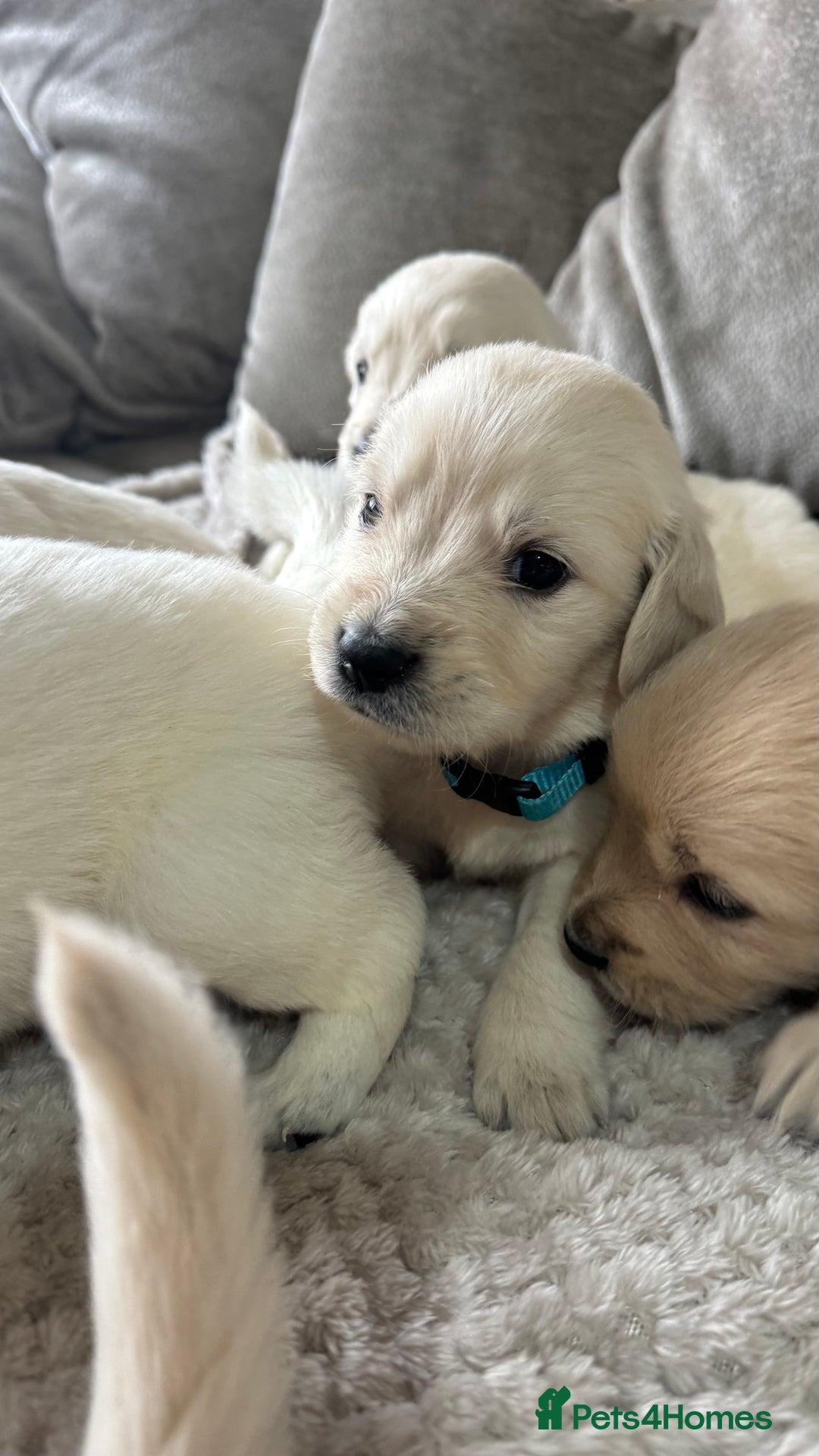 Golden Retriever dogs for sale: Golden puppies  - Image 6