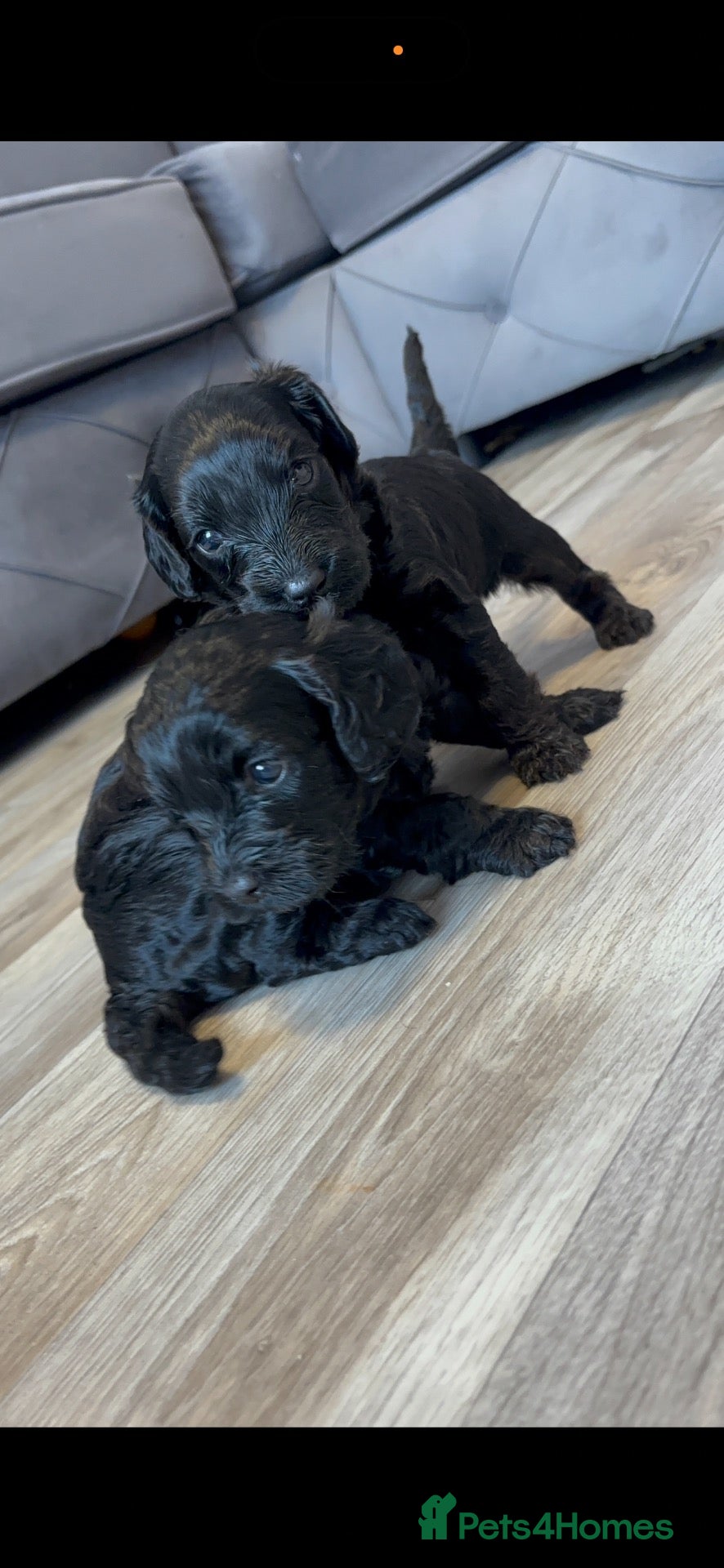 Cockapoo dogs Beautiful cockapoo puppies  - Advert 1