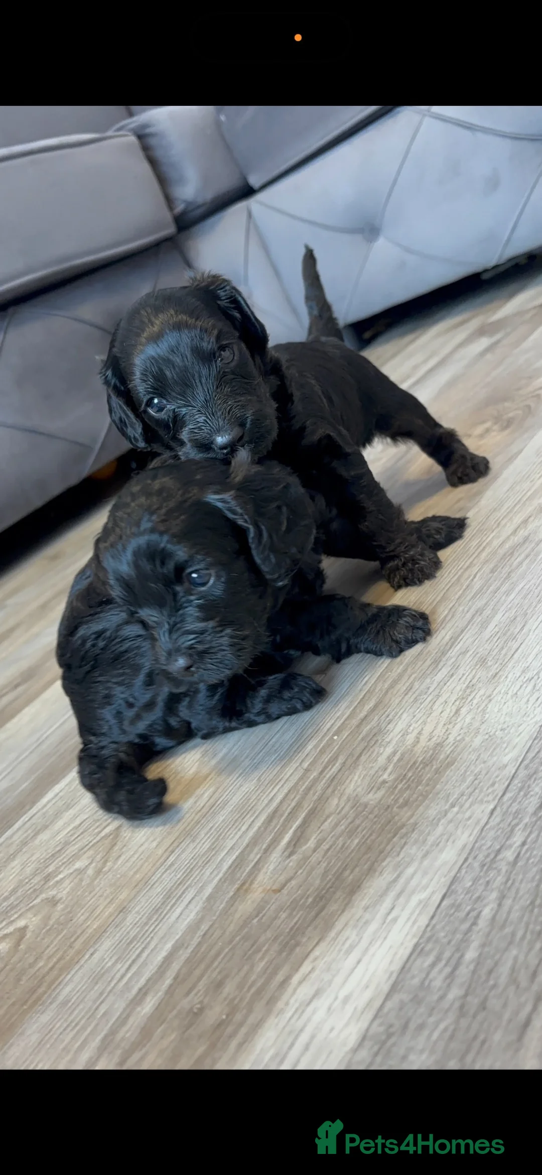 Cockapoo dogs for sale: Beautiful cockapoo puppies  in Cardiff - Advert 1
