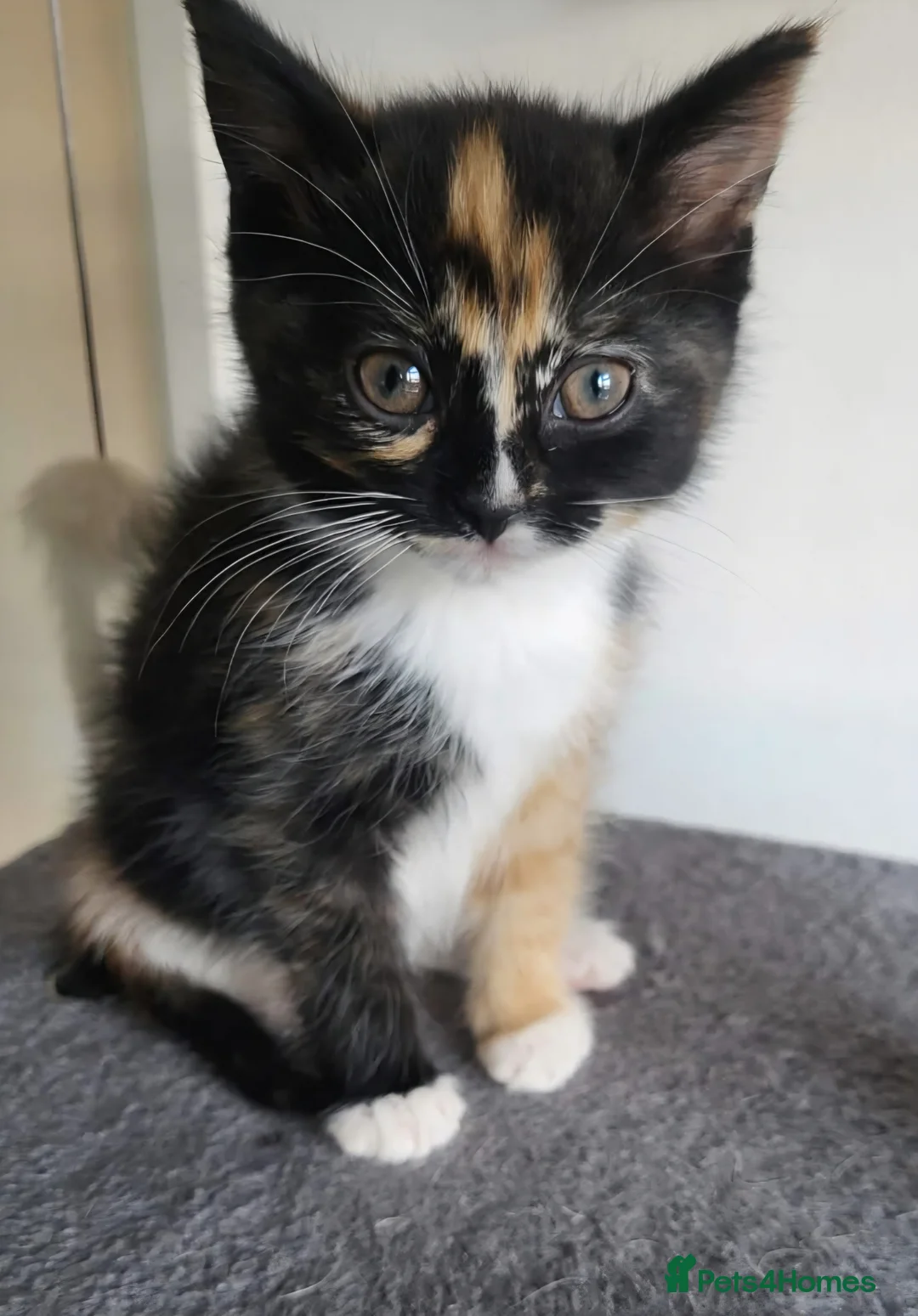 Mixed Breed cats for sale: Beautiful Kittens Ready For Their New Homes - Advert 2