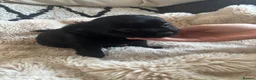 Chihuahua dogs for sale: Absolutely gorgeous chihuahua pups - Advert 22