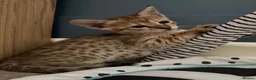 Savannah cats for sale: Stunning female SBT savannah kitten - Advert 4